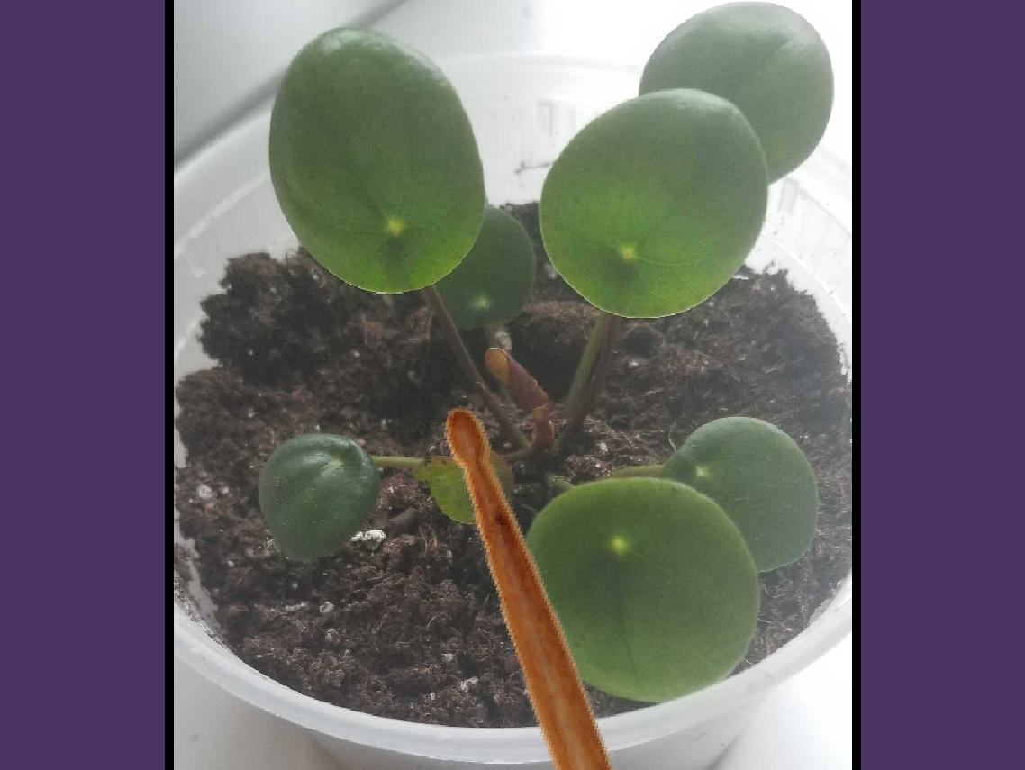 植物架子鼓